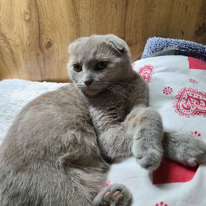 Скотиш фолд редкого лилового окраса