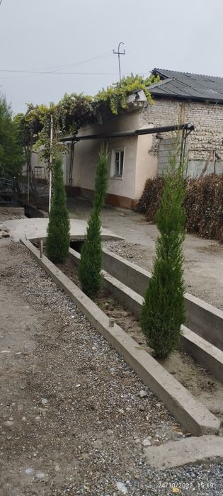 Marjvennik archalar sotiladi