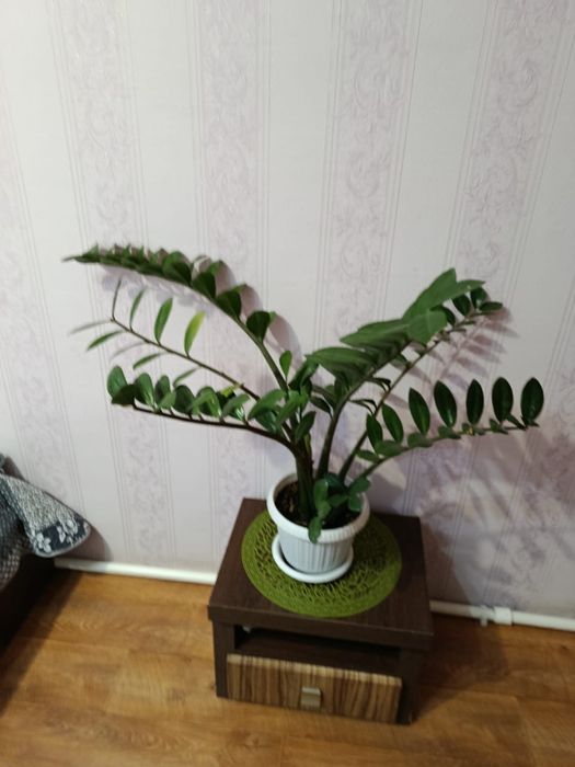 Разные комнатные ( большие) цветы