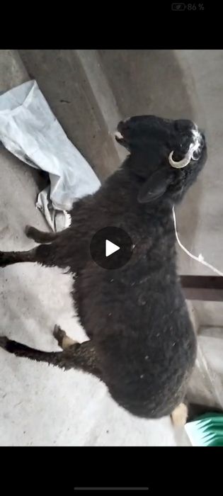 продам Баран -110 000