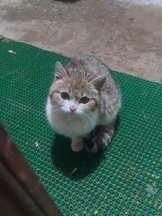 Продается котик самец