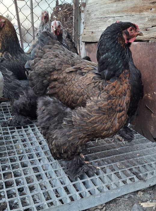 Инкубационные яйца