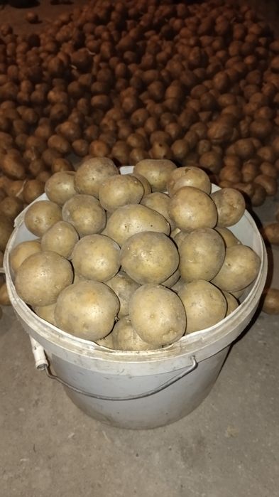 Семенной картофель