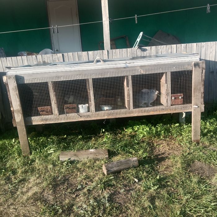 Продам кроликов 11шт