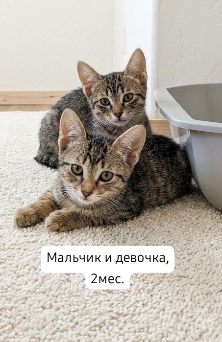 Котята бесплатно