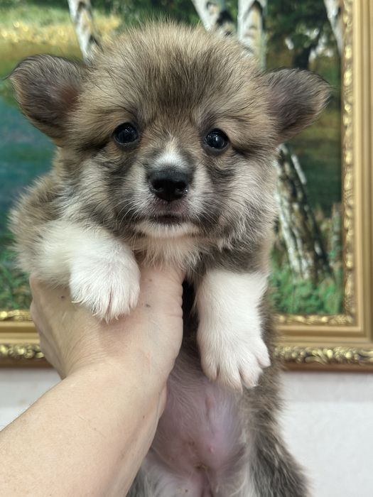 Супер детки вельш корги