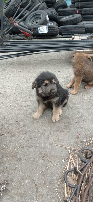 Собачки ищут хозяина