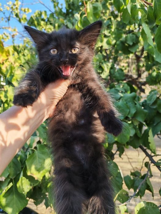 Отдаются котята в хорошие руки