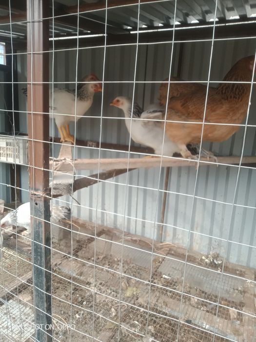 Сулы тауықтар сатылады