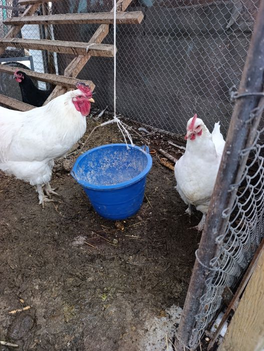 Продам Джерские гигант куры петух