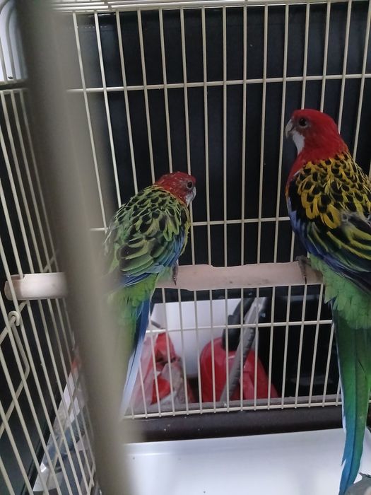 Vânzare papagali Rosela și Nimfe