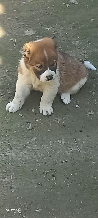 тоза  алабай сотилади  40кунли