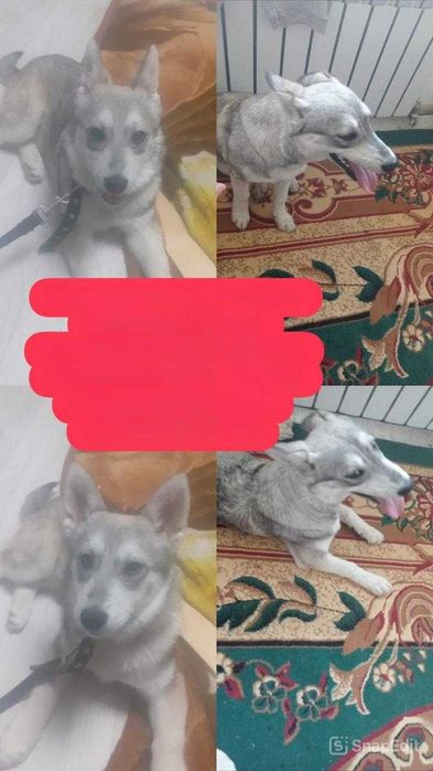 Подкинули щенка хаски. Срочно нужен дом!