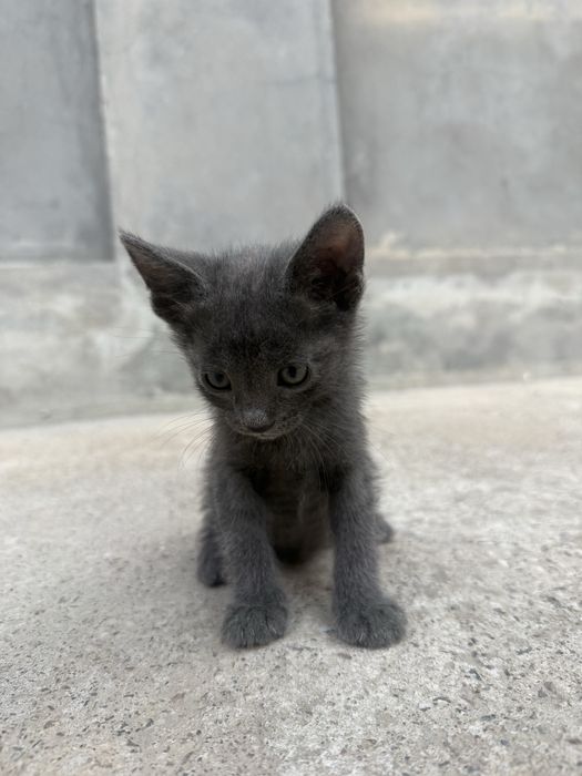 Мушукча котенок