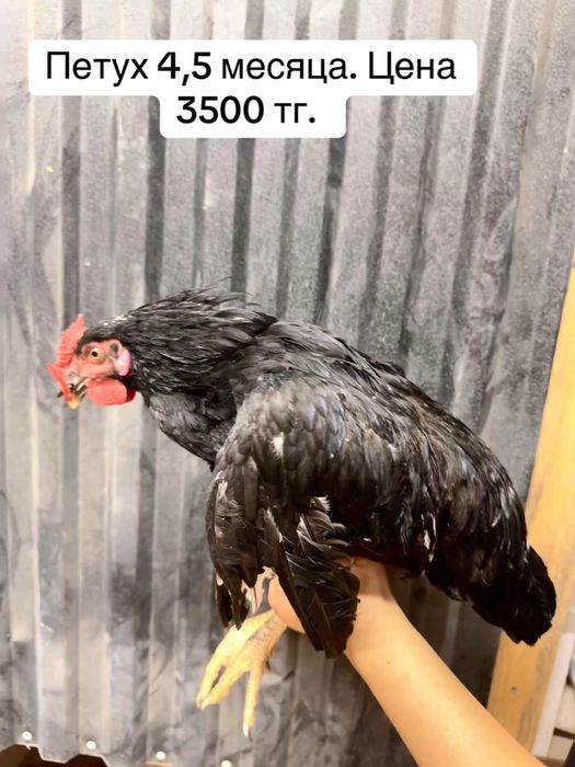 Продам молодых рабочих петушков