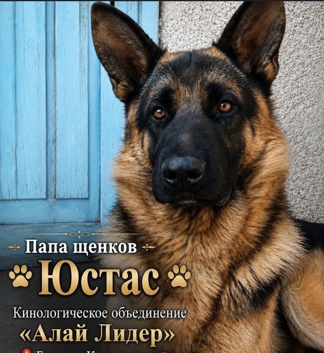 Шенки немецкой овчарки