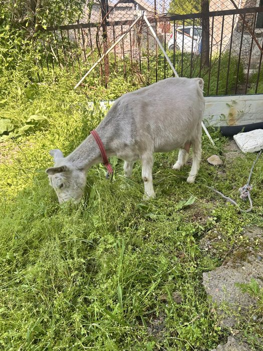 Продается   Коза.