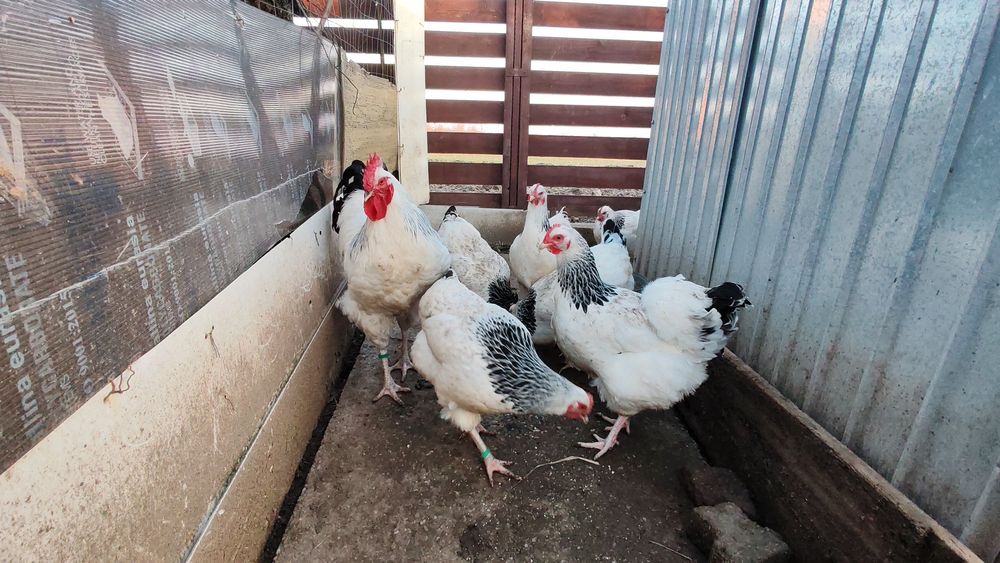 Ouă pt incubat Sussex HD