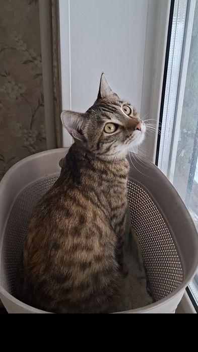 Мурлыка кошечка Мурочка в добрые руки!