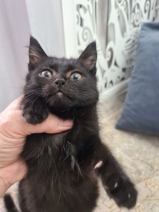 Отдам котёнка в хорошие руки