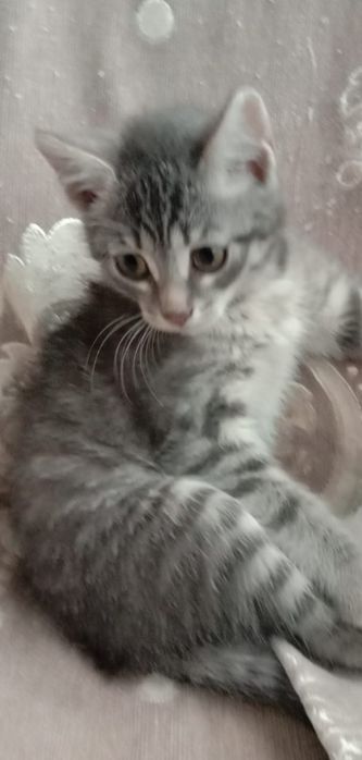 Отдам котят в добрые руки.