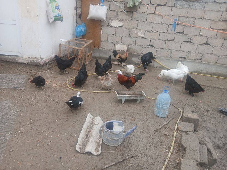 Qora honaki tovug'lar sotiladi tuxum tug'adi