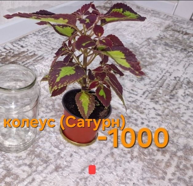 Продам домашние цветы от 800
