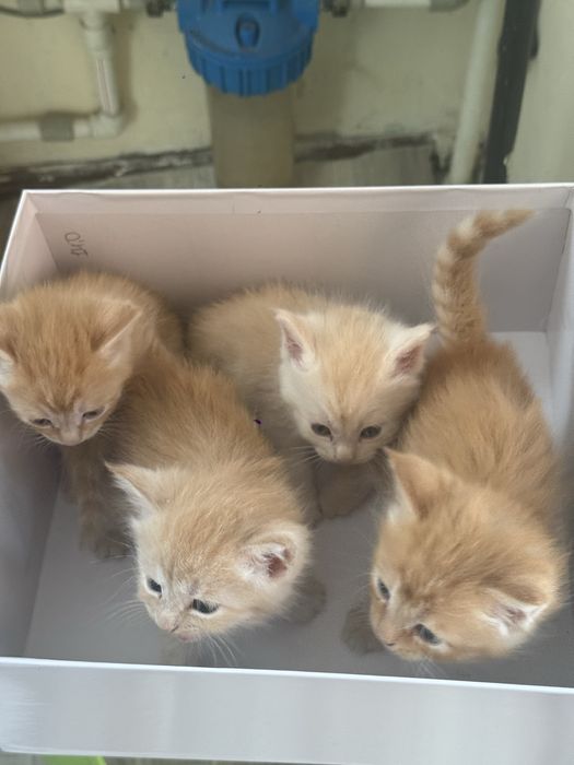 отдам котят в хорошие руки