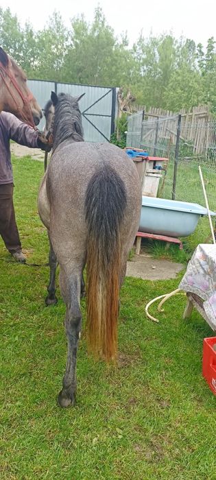 Vând iapa cu mânză