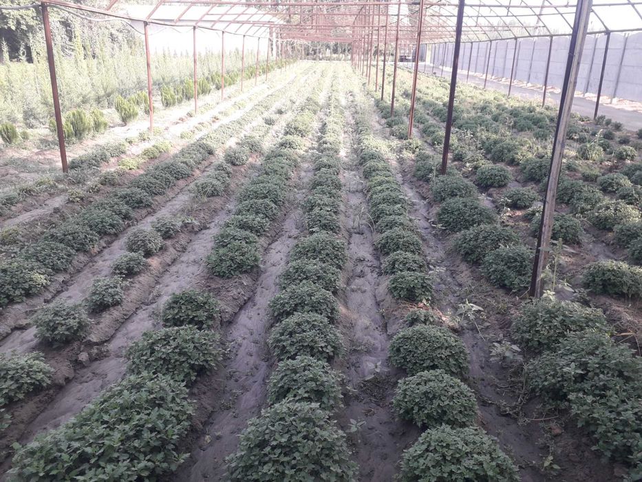 Декоратив кучатлар