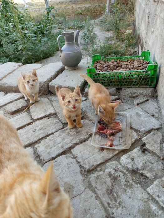 Кошка чистокровный мушук