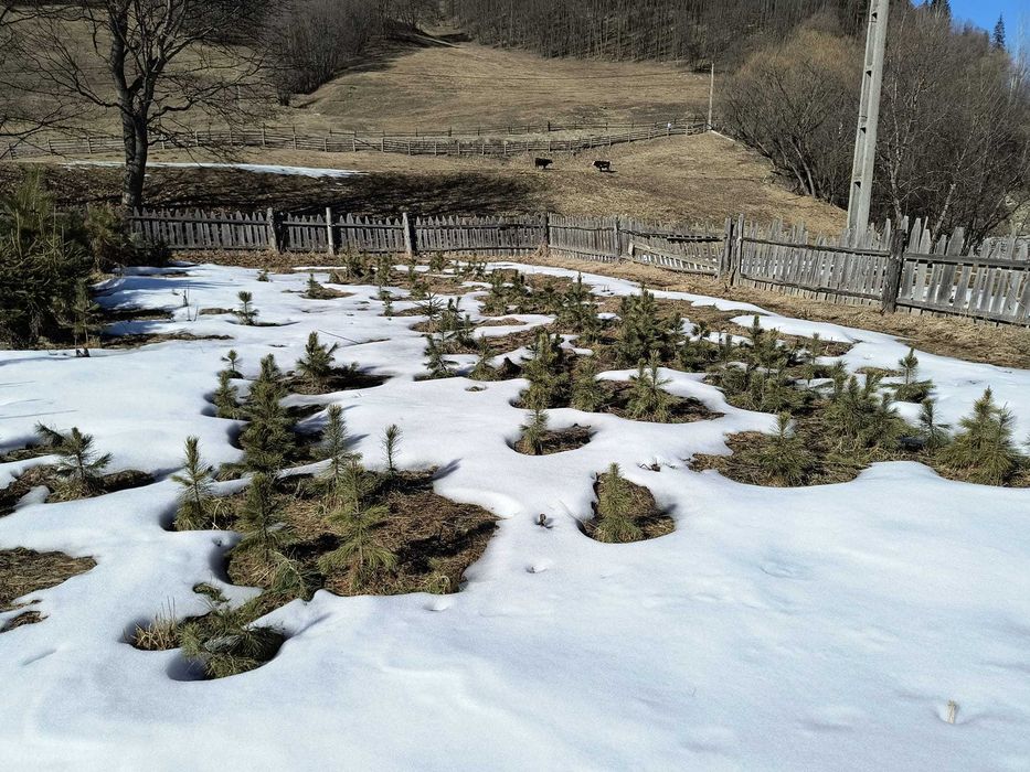 Puieti Zîmbru (Pinus Cembra) 25-40cm