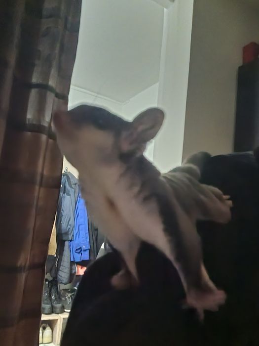Veverițe zburătoare sugar glider