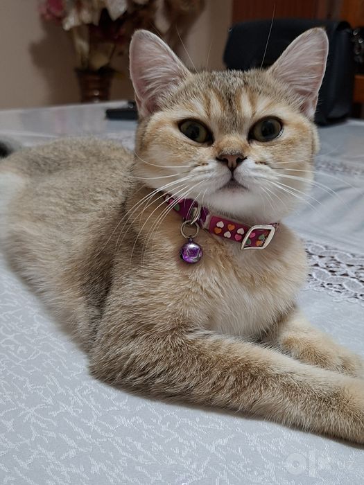 Продаётся золотая шиншила.