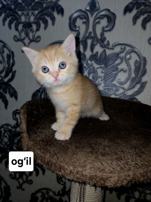 Scottish shinshila 2 oylik sotiladi