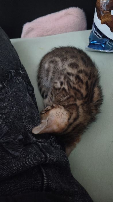 Pui Bengal gata de adopție începând cu data de 15 Octombrie