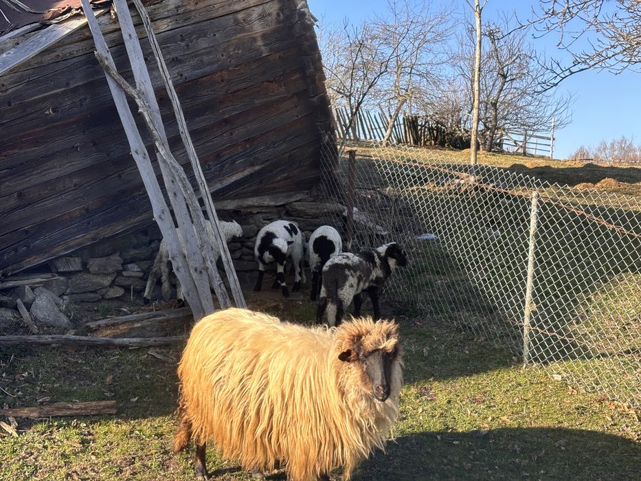 Miei de vanzare urgent