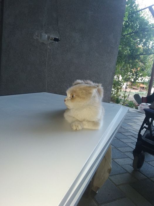 Mushuk sotiladi  700 min som