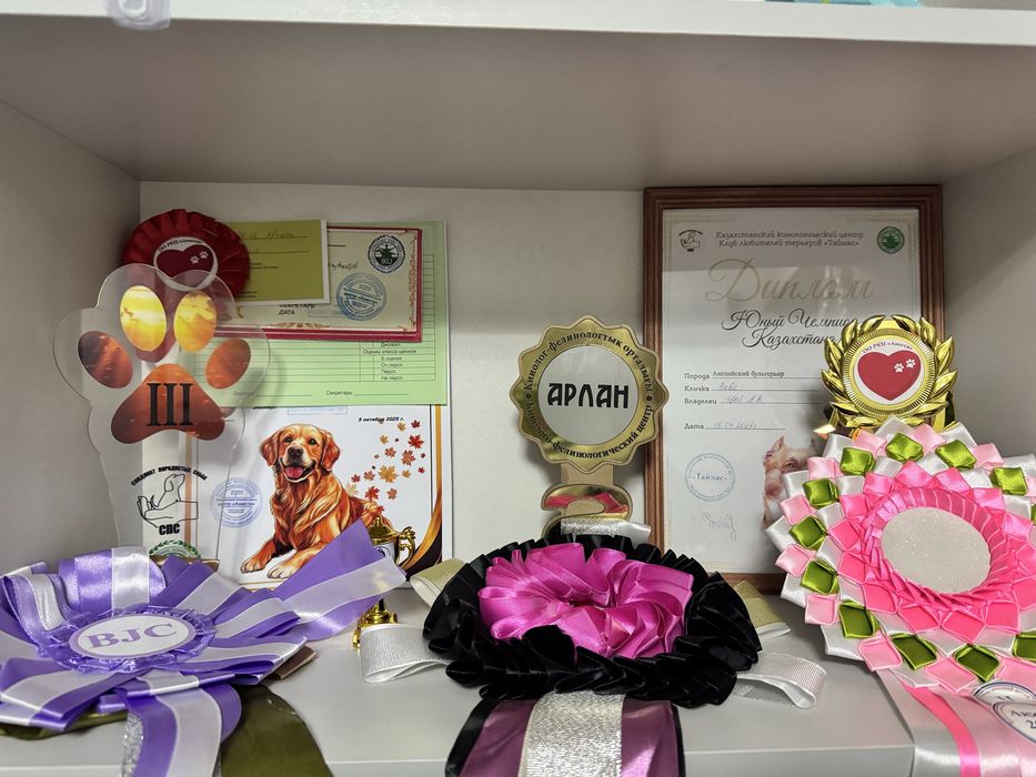 Английский бультерьер открыт для вязок