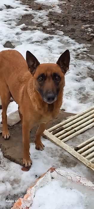 Малинуа щенки  бельгиской овчарки