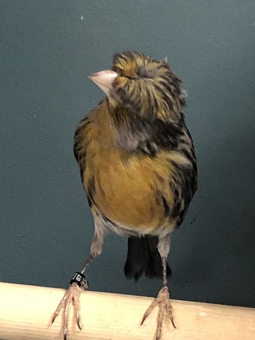 Канарейка (кенор) самец