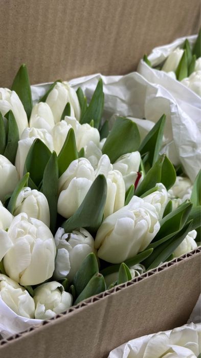 Тюльпаны, 8 март, подарки, цепочки, мишки