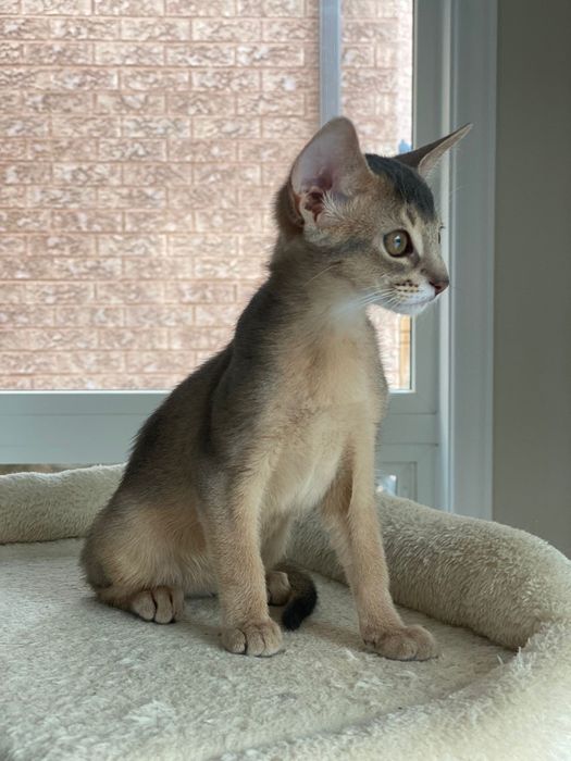 Абиссинские котята