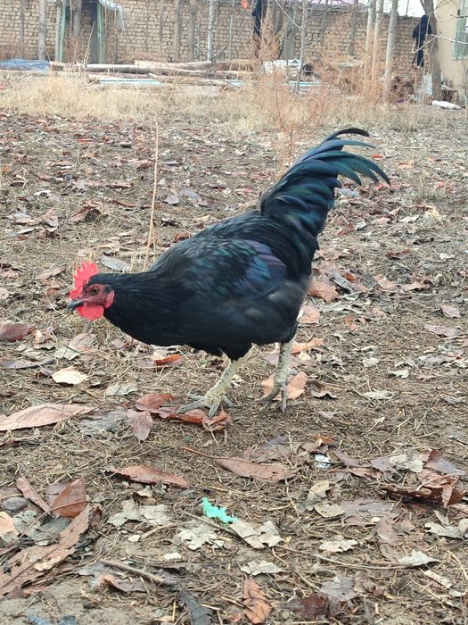 Продаётся черный петухи. Кора хурозлар сотилади
