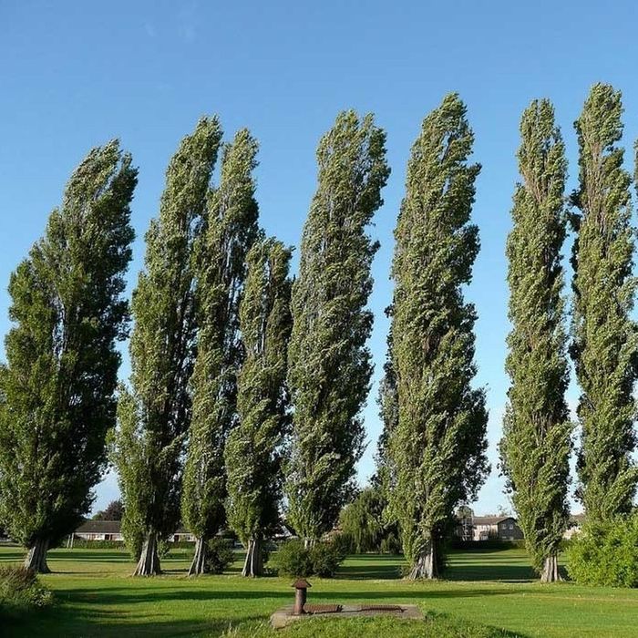 Фиданки от топола