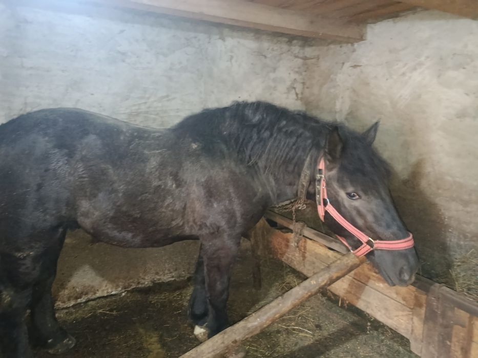 Vind sau schimb cu Duba nu veniți cu toate reginele