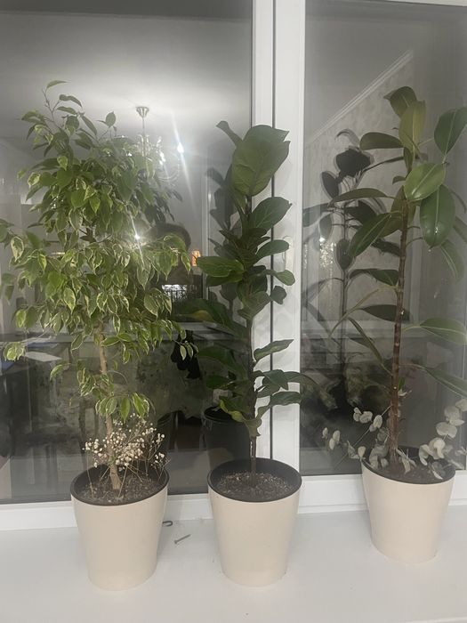 Продам цветы домашние