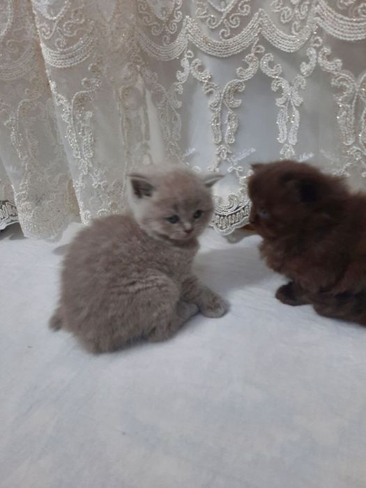 Mushuk Scottish fold va straid