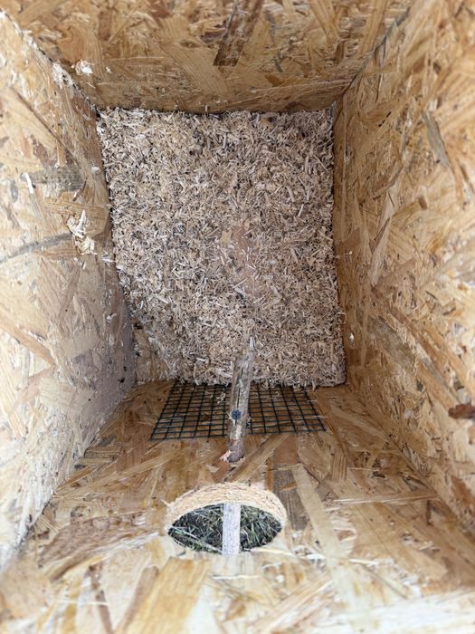 Cauibare papagali nimfe perusi micul alexandru agapornis