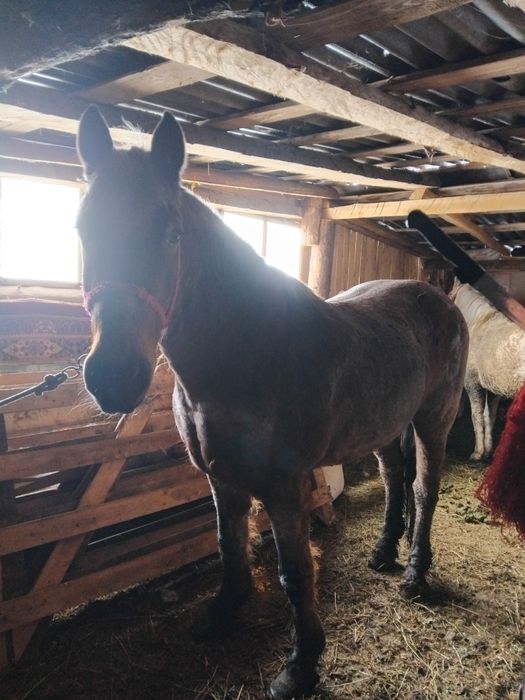 Cal de vânzare pentru mai multe detalii la nr de telefon